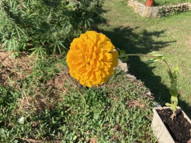fleurs