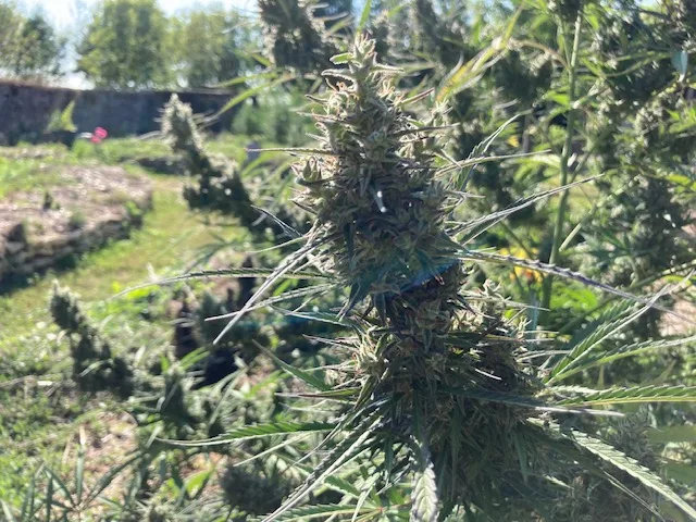 FLEUR DE CBD AUTOPOWER1